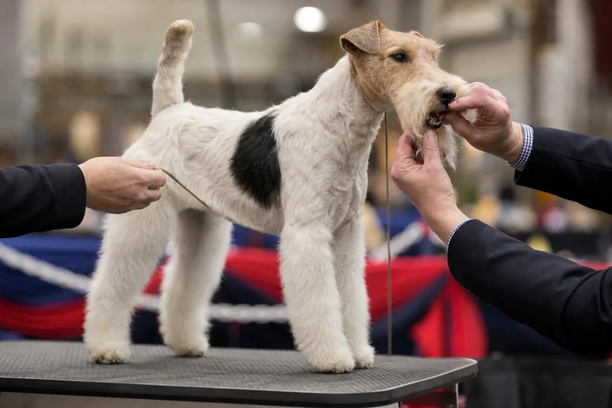 A careful canine examination observed at ringside